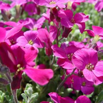 Aubrieta 'Cascade Red'