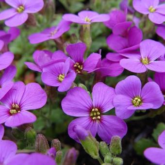 Aubrieta 'Hamburger Stadtpark'