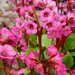 Bergenia cordifolia 'Eroica' - 