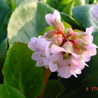 Bergenia 'Baby Doll' - Bergenia 'Baby Doll'