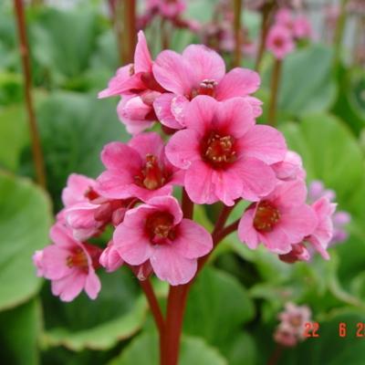 Bergenia 'Morgenröte' - Bergenia 'Morgenröte'