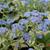 Brunnera macrophylla  'Variegata'