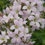 Campanula lactiflora 'Loddon Anna' - 