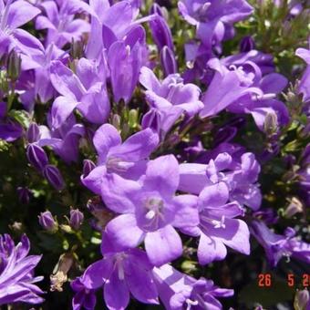 Campanula portenschlagiana