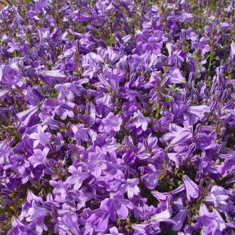 Campanula portenschlagiana 'Resholt Variety'