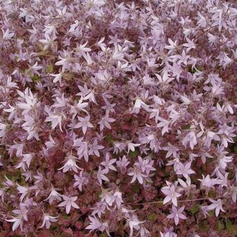 Campanula poscharskyana 'Lisduggan Variety'