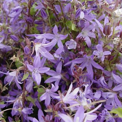 Campanula poscharskyana 'Stella'