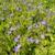 Campanula garganica 'Dickson's Gold'