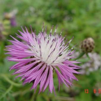 Centaurea dealbata