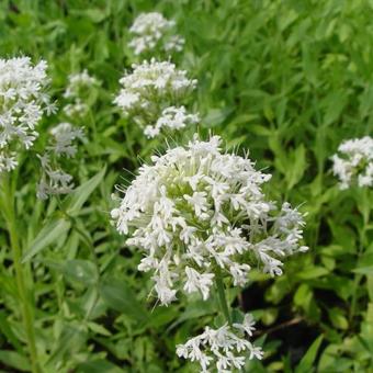 Centranthus ruber 'Albus'