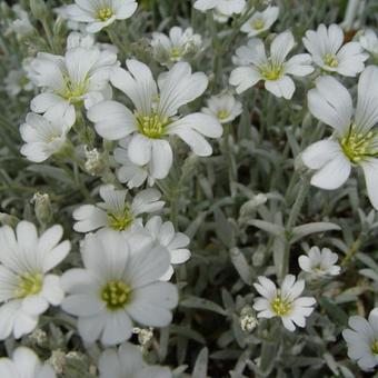 Cerastium biebersteinii