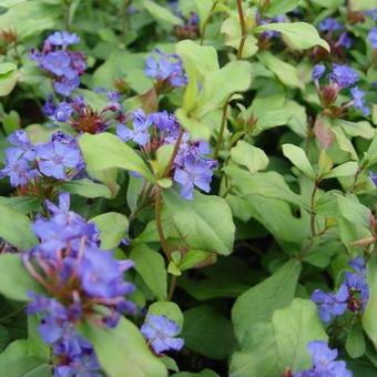 Ceratostigma plumbaginoides