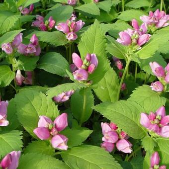 Chelone obliqua