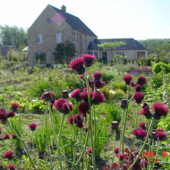 Cirsium rivulare 'Atropurpureum'