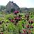 Cirsium rivulare 'Atropurpureum'