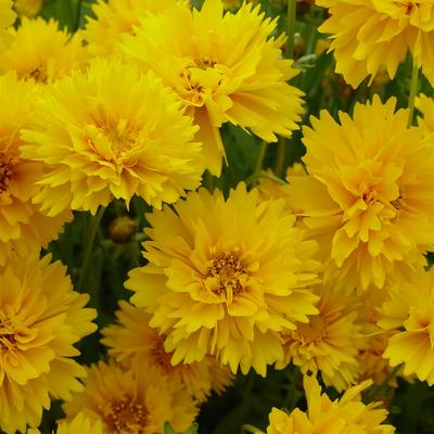 Coreopsis grandiflora 'Sunray' - Coreopsis grandiflora 'Sunray'