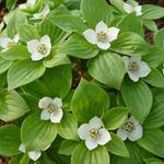 Cornus canadensis - Kanadischer Hartriegel