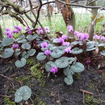 Cyclamen coum