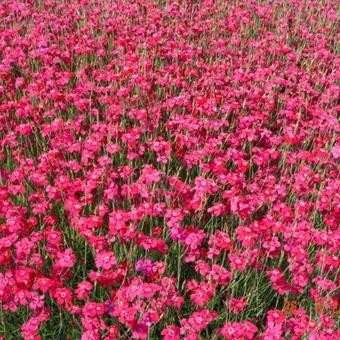 Dianthus deltoides 'Flashing Light'