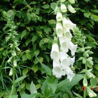 Digitalis purpurea 'Alba'