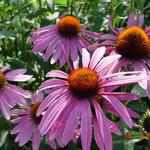 Purpur-Sonnenhut - Echinacea purpurea