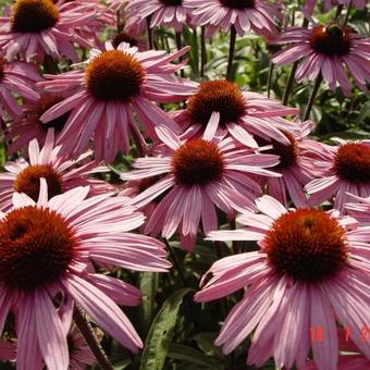 Echinacea purpurea 'Augustkönigin'