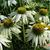 Echinacea purpurea 'Baby Swan White'