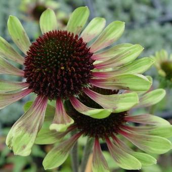 Echinacea purpurea 'Green Envy'