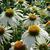 Echinacea purpurea 'White Swan'