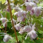 Epimedium x youngianum 'Roseum' - Epimedium youngianum 'Roseum'