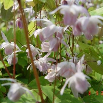 Epimedium x youngianum 'Roseum'