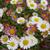 Erigeron karvinskianus