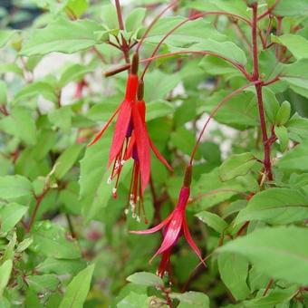 Fuchsia magellanica var. gracilis