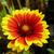 Gaillardia aristata 'Kobold'