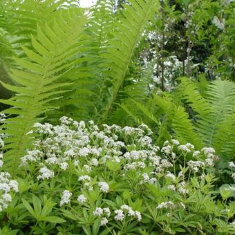 Galium odoratum