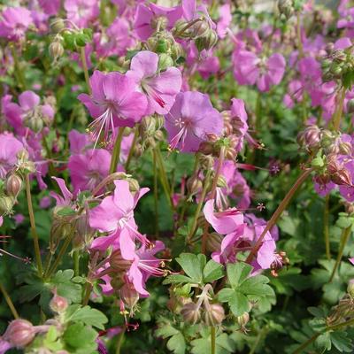 Geranium x cantabrigiense 'Berggarten' - Geranium x cantabrigiense 'Berggarten'