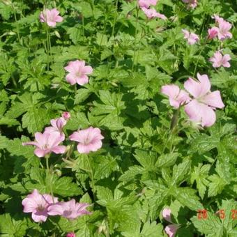 Geranium endressii 'Wargrave Pink'