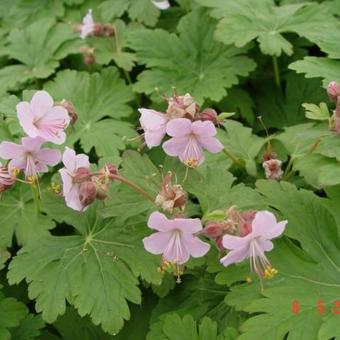 Geranium macrorrhizum 'Ingwersen's Variety'