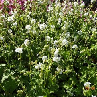 Geranium macrorrhizum 'White Ness'