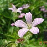 Geranium x oxonianum 'Claridge Druce' - Geranium x oxonianum 'Claridge Druce'