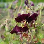 Brauner Storchschnabel - Geranium phaeum