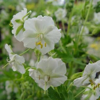 Geranium phaeum 'Album'