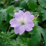 Geranium versicolor - Verschiedenfarbiger Storchschnabel