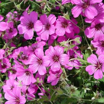 Geranium 'Patricia'