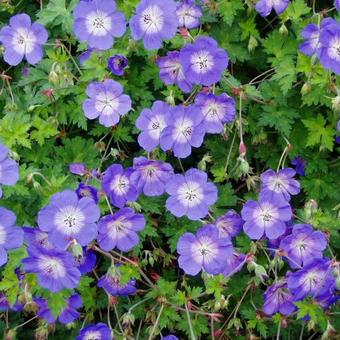 Geranium 'Rozanne'