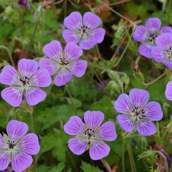 Geranium 'Sweet Heidy'