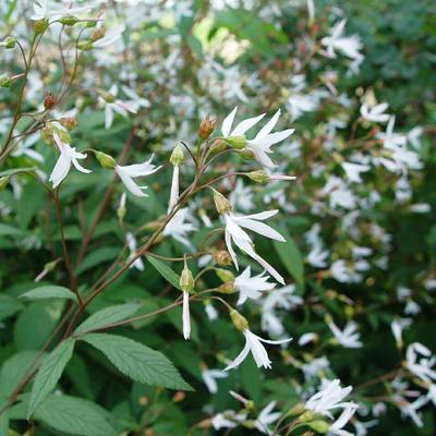 Gillenia trifoliata - 