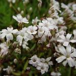 Gypsophila repens - Gypsophile rampante