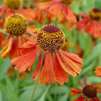 Helenium 'Moerheim Beauty'