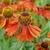 Helenium 'Moerheim Beauty'